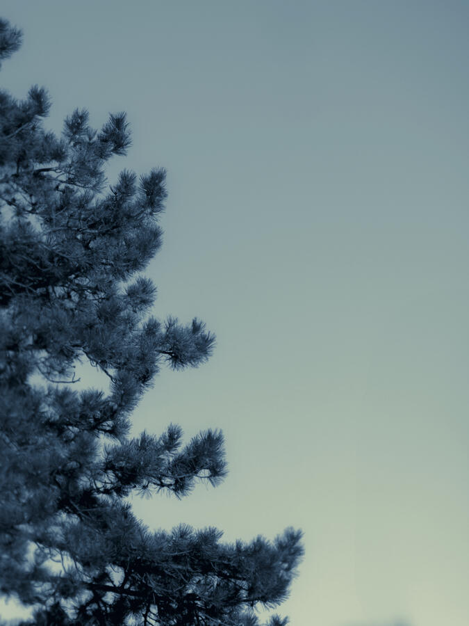 Tree Monochrome